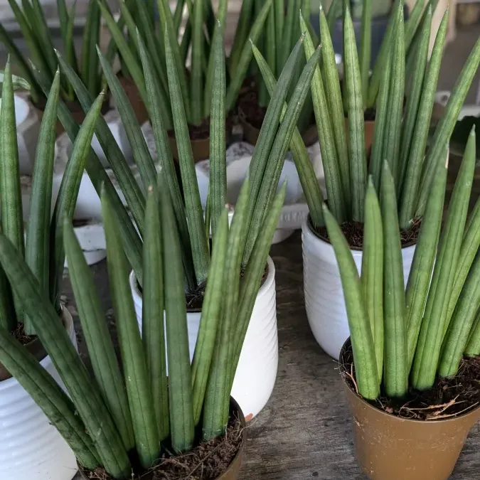 SANSEVERIA 6€50 SANSEVERIA 6€50