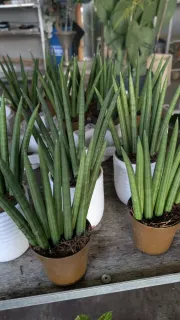 SANSEVERIA   6€50