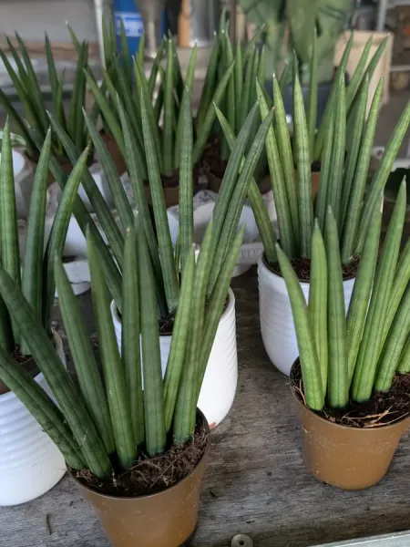 SANSEVERIA 6€50 SANSEVERIA 6€50
