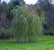 SAULE-PLEUREUR-SALIX-ALBA-TRISTIS  49€