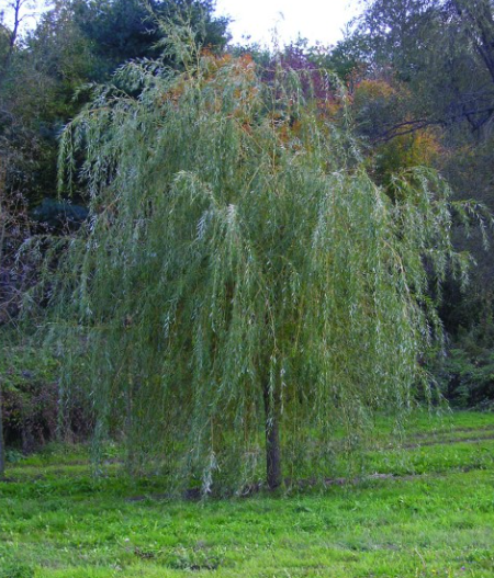 SAULE-PLEUREUR-SALIX-ALBA-TRISTIS 49€ SAULE-PLEUREUR-SALIX-ALBA-TRISTIS 49€