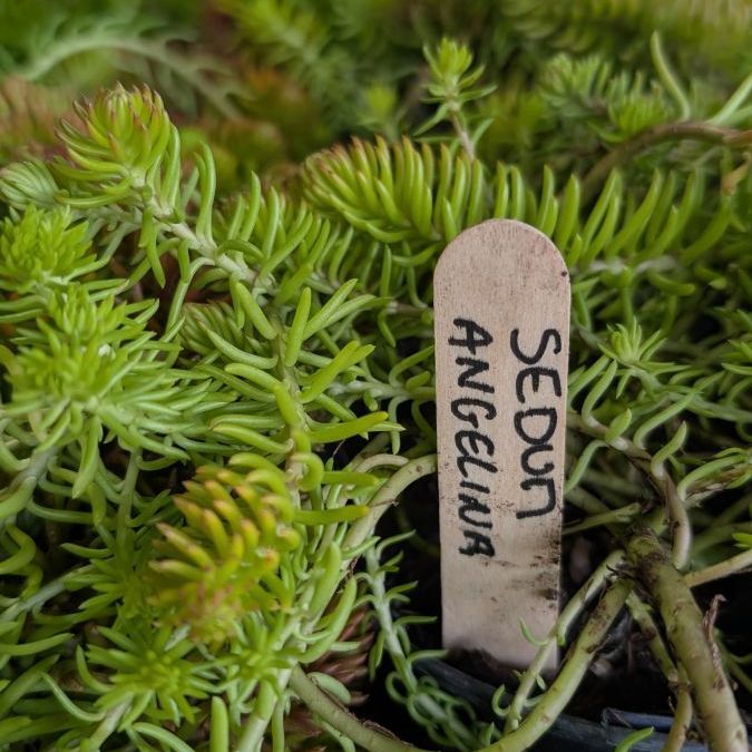SEDUM-ANGELINAS 4€ SEDUM-ANGELINAS 4€
