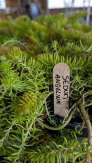 SEDUM-ANGELINAS   4€