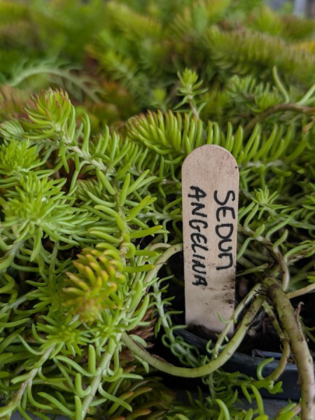 SEDUM-ANGELINAS 4€ SEDUM-ANGELINAS 4€