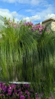 STIPPA - cheveux d ange 15€