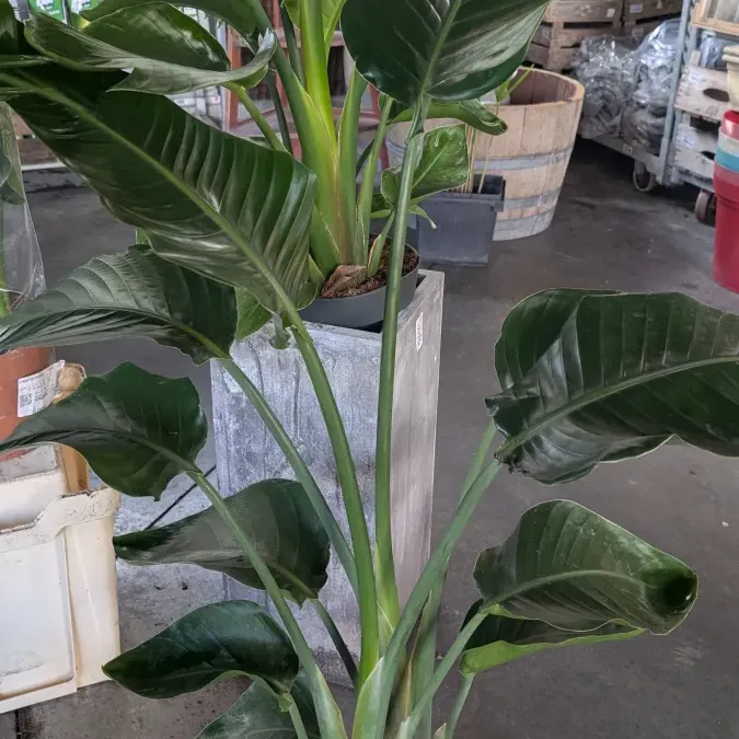 STRELIZIA-NICOLAI 49€ STRELIZIA-NICOLAI 49€