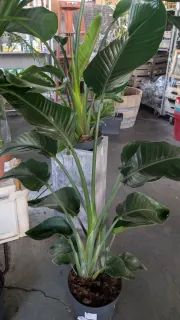 STRELIZIA-NICOLAI  49€