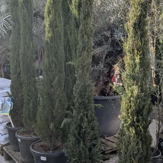 TOTEM- dès 49€ TOTEM- dès 49€