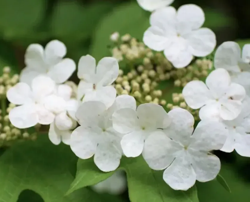 VIORNE-VIBURNUM-OPULUS 25€ VIORNE-VIBURNUM-OPULUS 25€