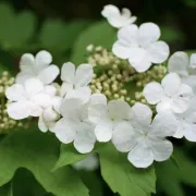 VIORNE-VIBURNUM-OPULUS  25€