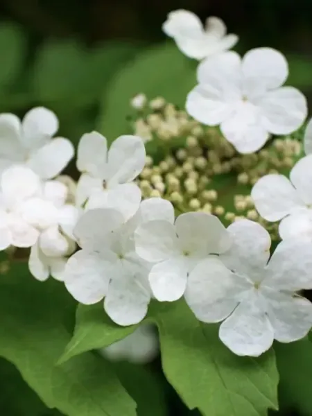 VIORNE-VIBURNUM-OPULUS 25€ VIORNE-VIBURNUM-OPULUS 25€