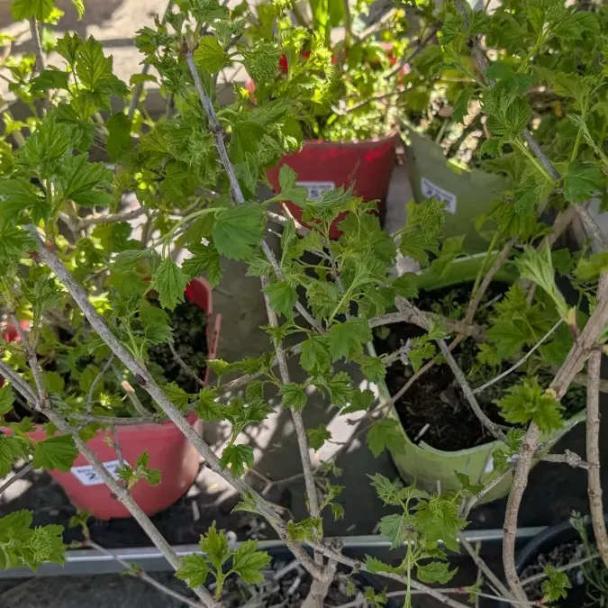 Viorne-Viburnum-opulus 25€ Viorne-Viburnum-opulus 25€