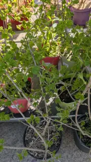 Viorne-Viburnum-opulus 25€