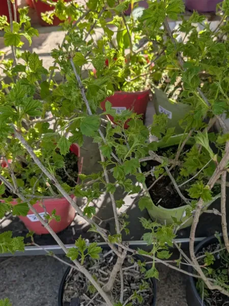 Viorne-Viburnum-opulus 25€ Viorne-Viburnum-opulus 25€