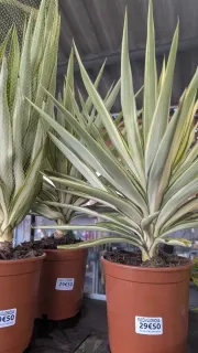 YUCCA-GLORIOSA 19€90