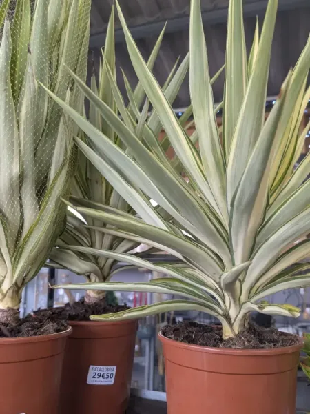 YUCCA-GLORIOSA 19€90 YUCCA-GLORIOSA 19€90