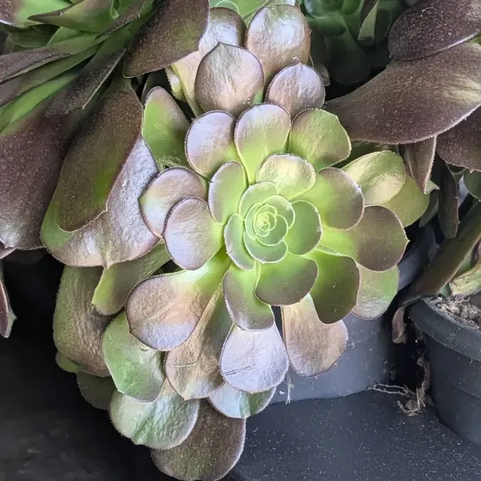 aeonium 12€50 aeonium 12€50