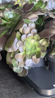 aeonium 12€50