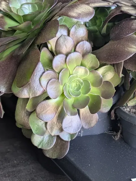 aeonium 12€50 aeonium 12€50