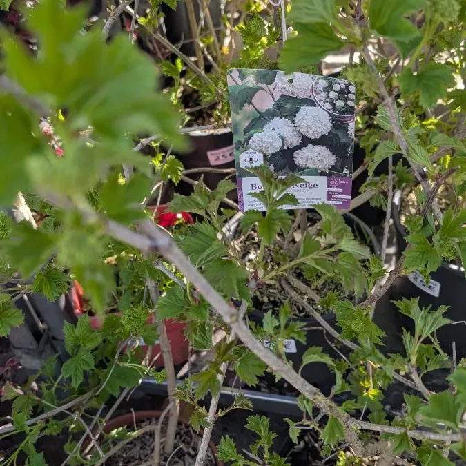 BOULE DE NEIGE - VIBURNUM OPULUS ROSEUM 25€ BOULE DE NEIGE - VIBURNUM OPULUS ROSEUM 25€