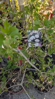 BOULE DE NEIGE - VIBURNUM OPULUS ROSEUM 25€