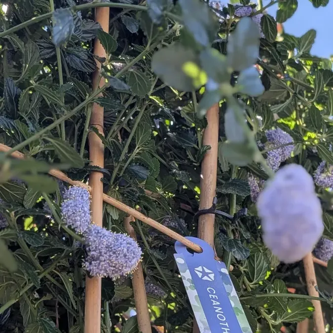 ceanothe-repens-14€50 ceanothe-repens-14€50