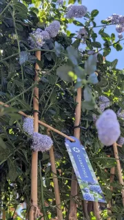 ceanothe-repens-14€50