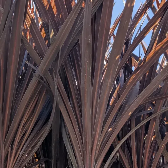 cordyline-red-star 17€50 cordyline-red-star 17€50