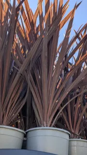 cordyline-red-star  17€50