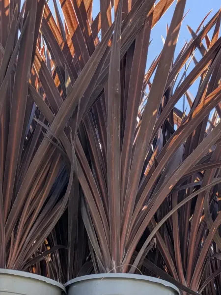 cordyline-red-star 17€50 cordyline-red-star 17€50