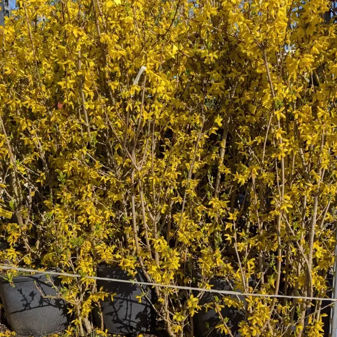 FORSYTHIA XL 39€, sujets dès 7€50 FORSYTHIA XL 39€, sujets dès 7€50