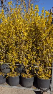 FORSYTHIA XL 39€, sujets dès 7€50