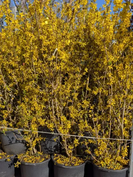 FORSYTHIA XL 39€, sujets dès 7€50 FORSYTHIA XL 39€, sujets dès 7€50