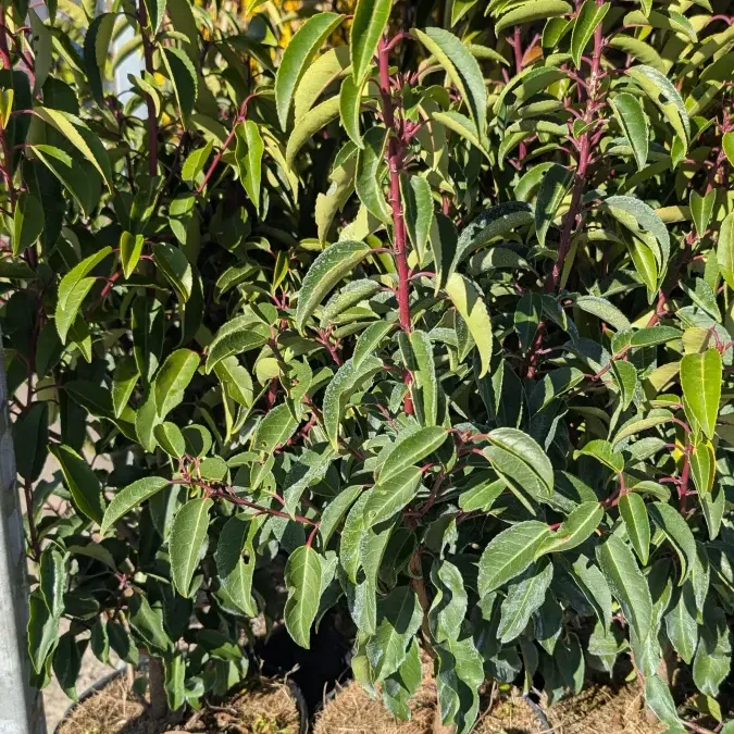 laurier-du-portugal 12€50 laurier-du-portugal 12€50