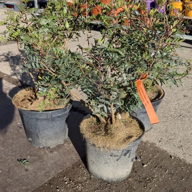 lentisque-pistachier lentisque-pistachier