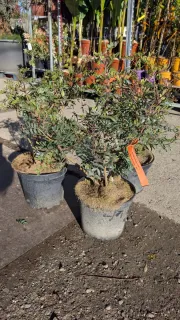 lentisque-pistachier