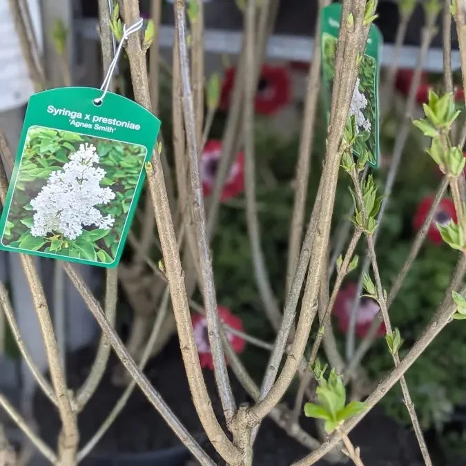 LILAS-BLANC et PARME Dispo 39€ ou 69€ LILAS-BLANC et PARME Dispo 39€ ou 69€