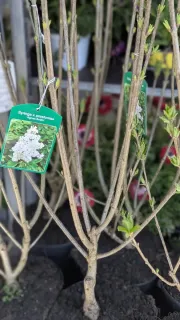 LILAS-BLANC et PARME Dispo 39€ ou 69€