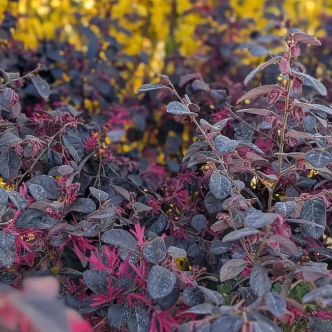 loropetalum Dès 19€50 / 25€ / 45€/ 149€ loropetalum Dès 19€50 / 25€ / 45€/ 149€