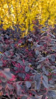 loropetalum Dès 19€50 / 25€ / 45€/ 149€