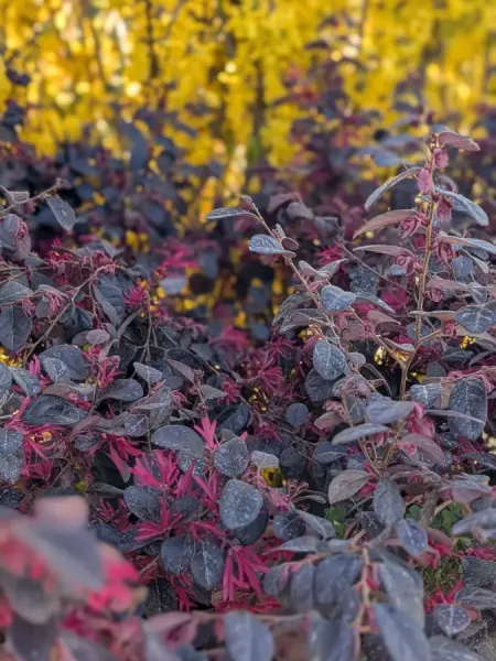 loropetalum Dès 19€50 / 25€ / 45€/ 149€ loropetalum Dès 19€50 / 25€ / 45€/ 149€
