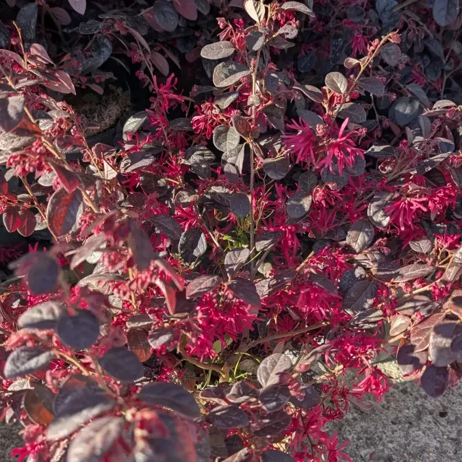 loropetalum Dès 19€50 / 25€ / 45€/ 149€ loropetalum Dès 19€50 / 25€ / 45€/ 149€