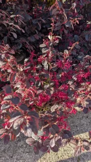 loropetalum Dès 19€50 / 25€ / 45€/ 149€