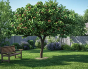 murier-platane-sans fruit  69€