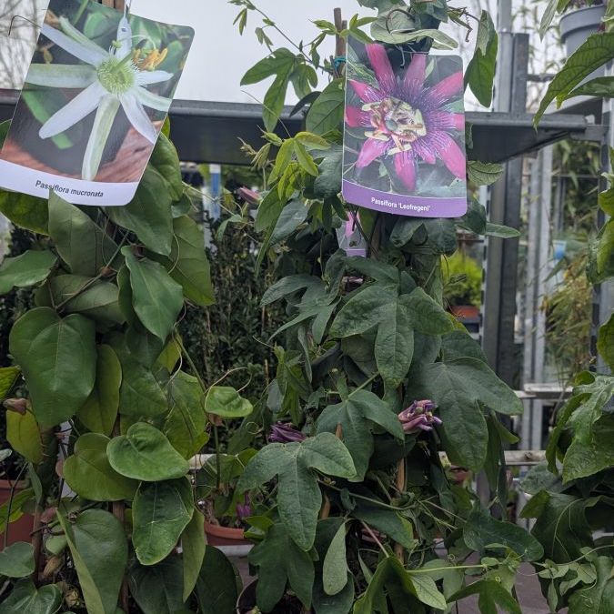PASSIFLORE VARIETE DE COLLECTION 25€ PASSIFLORE VARIETE DE COLLECTION 25€