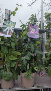 PASSIFLORE  VARIETE DE COLLECTION 25€