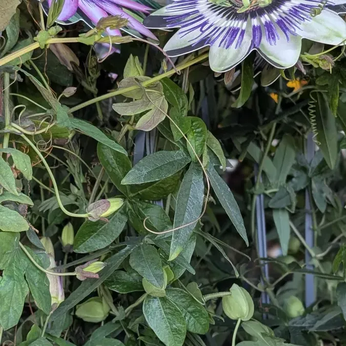 passiflore caerulea 12€50 passiflore caerulea 12€50