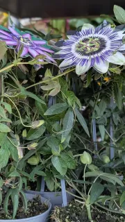 passiflore caerulea 12€50