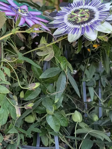 passiflore caerulea 12€50 passiflore caerulea 12€50