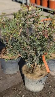 pistachier-lentisque